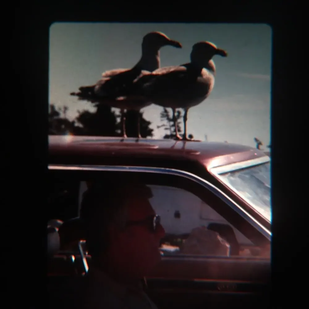 35mm Slides Lot of 7 Vintage 1970s Birds Robin Seagull Nature Film Photography